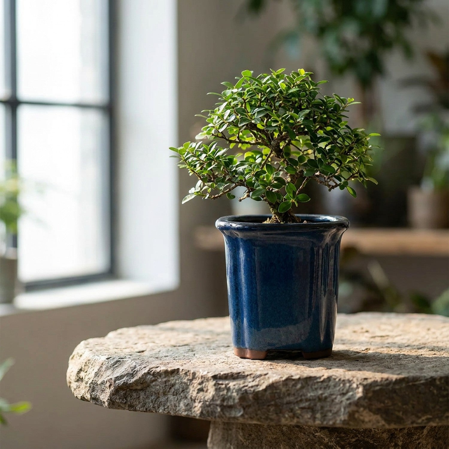 Grand pot carré céramique bleu marine avec bonsaï sur pierre