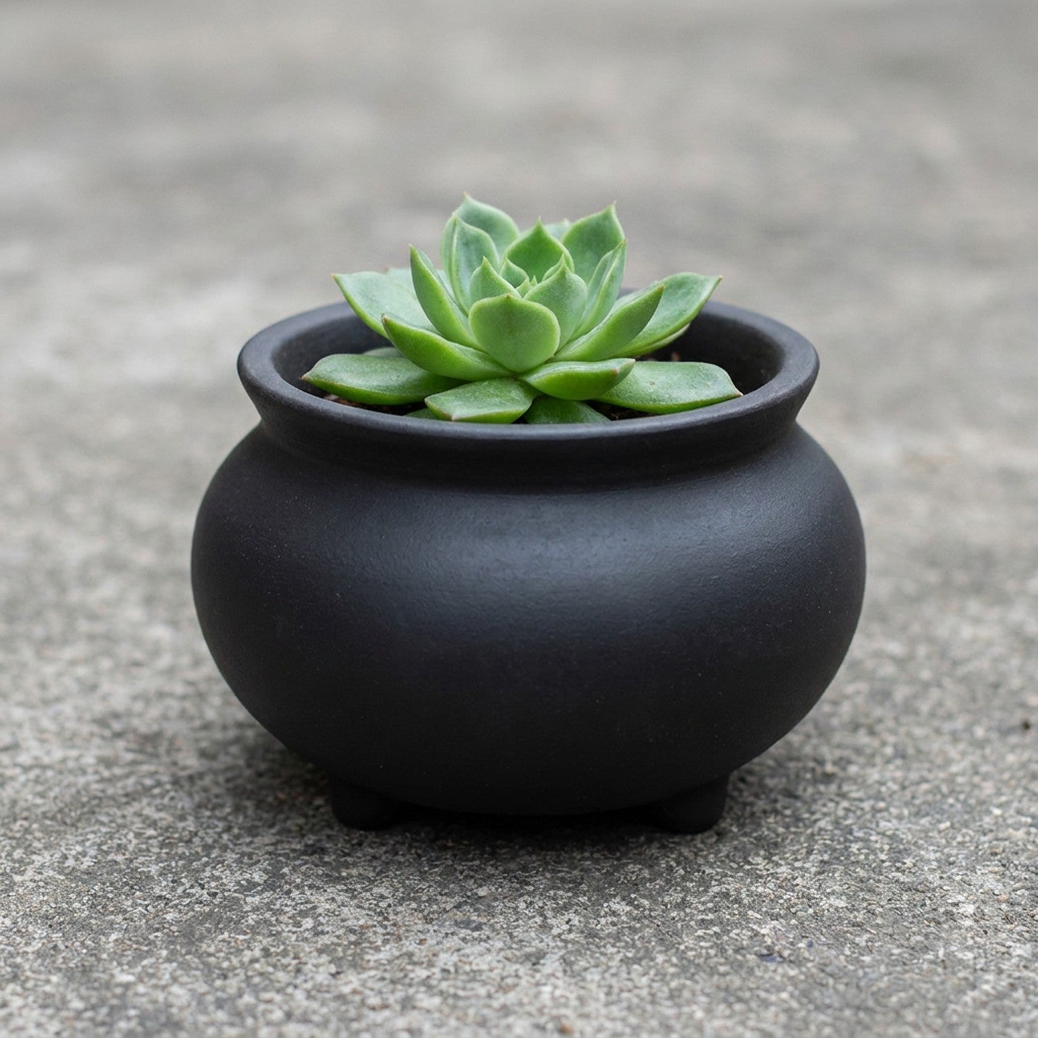 Jarre céramique noire mat avec succulente sur béton gris