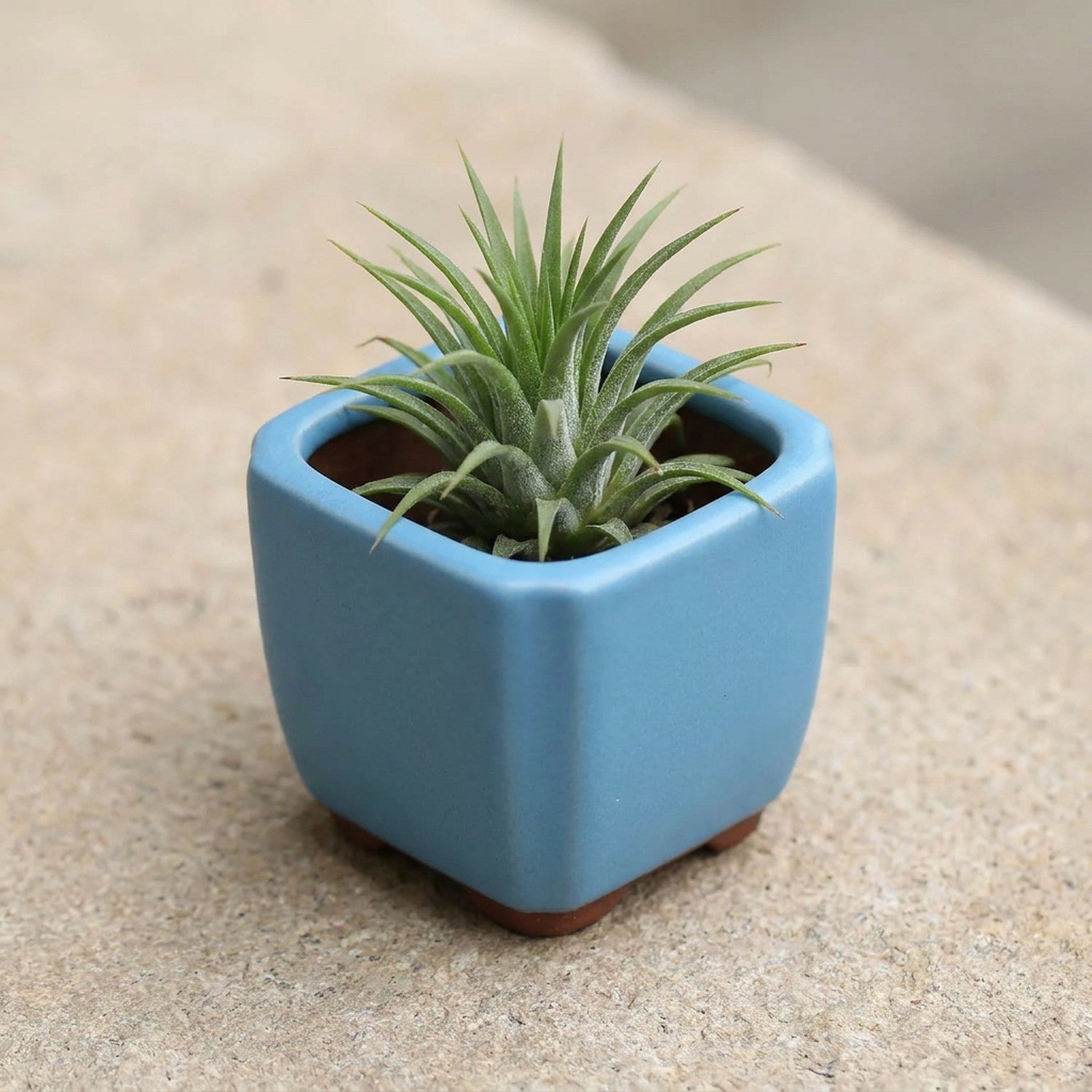 Pot carré céramique bleu ciel avec plante aérienne