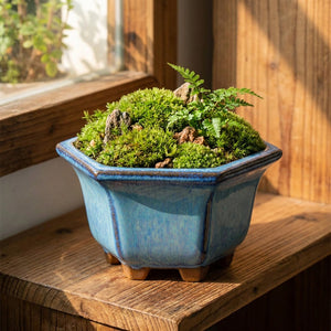 Pot hexagonal céramique bleue avec mini bonsaï mousse