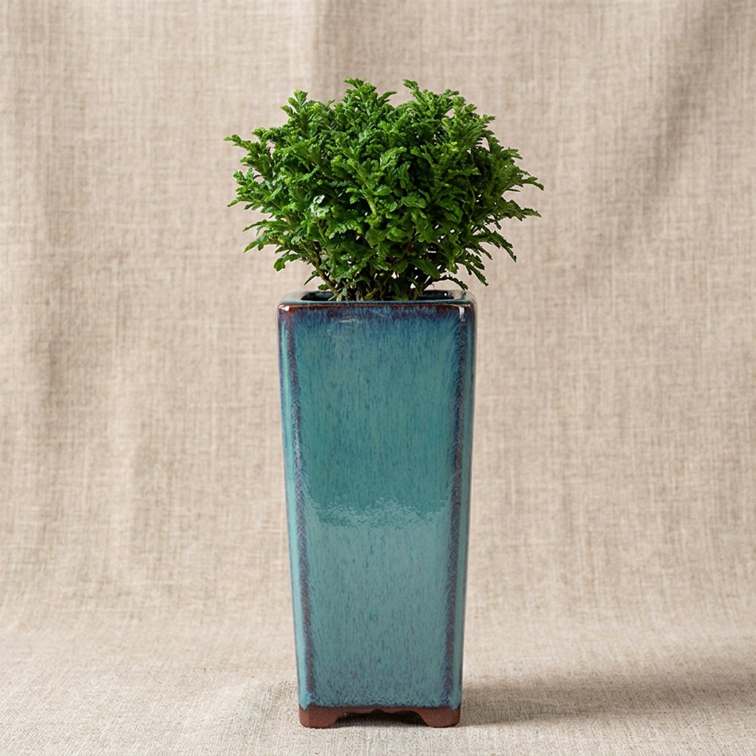 Pot carré haut céramique turquoise avec plante verte buissonnante