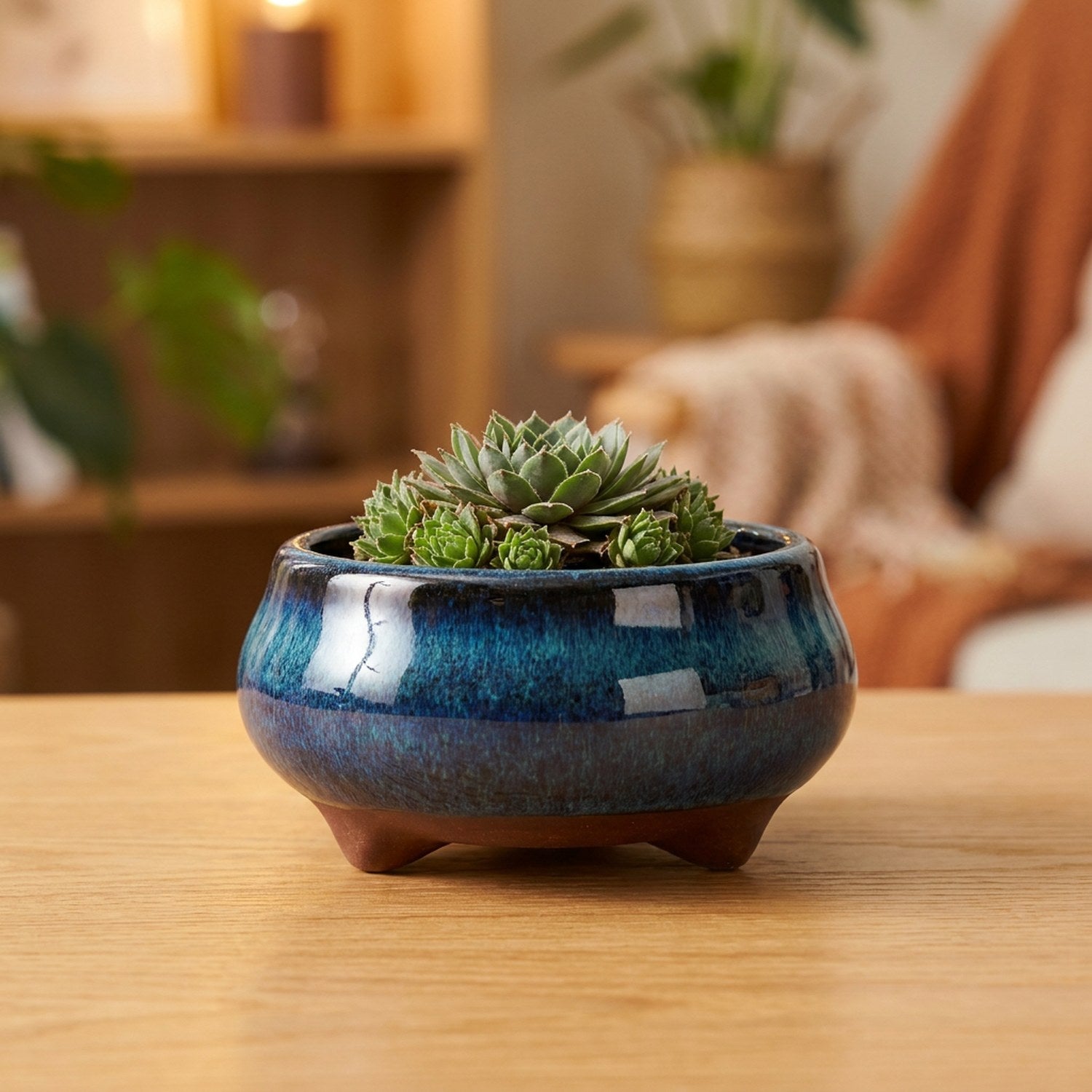 Pot à bonsaï rond en céramique émaillée bleu nuit avec une succulente