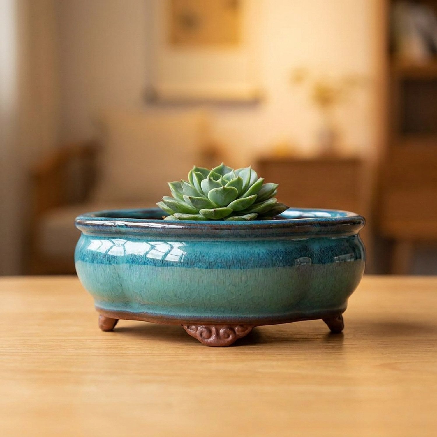 Pot à bonsaï ovale en céramique émaillée turquoise avec une succulente