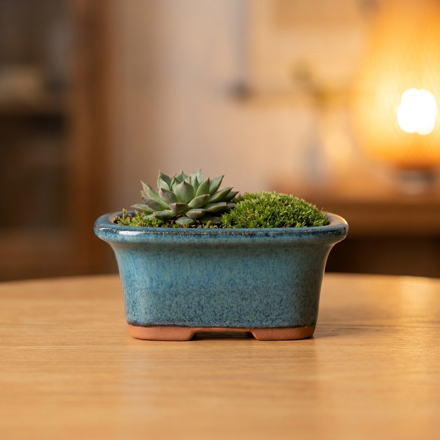 Pot à bonsaï rectangulaire en céramique émaillée bleu-vert avec une plante