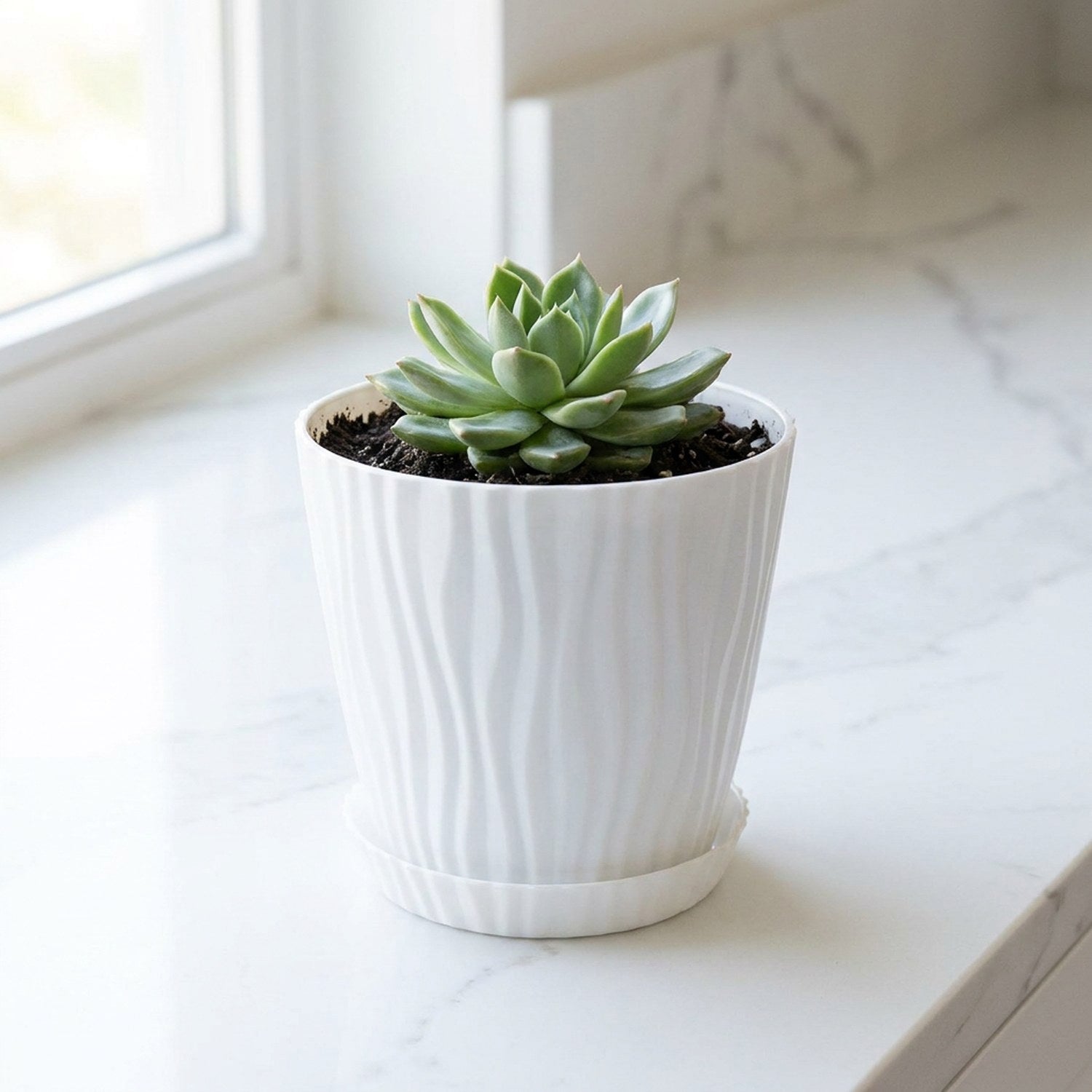 Cache-pot PP blanc avec succulent, coloris Blanc