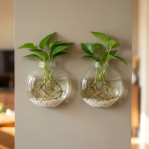 Vase mural en verre lot de 2 pièces avec plantes hydroponiques