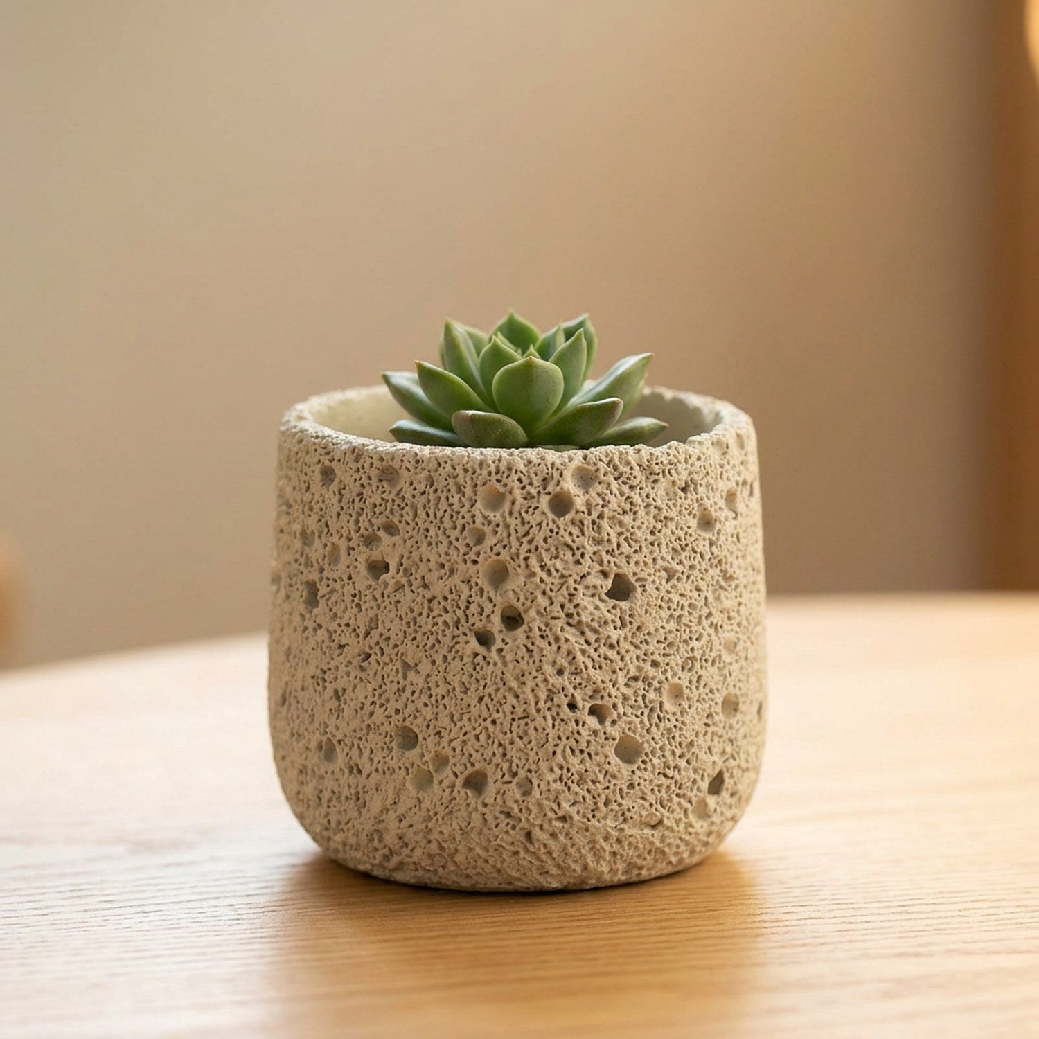 Cache-pot en ciment beige avec une petite succulente verte