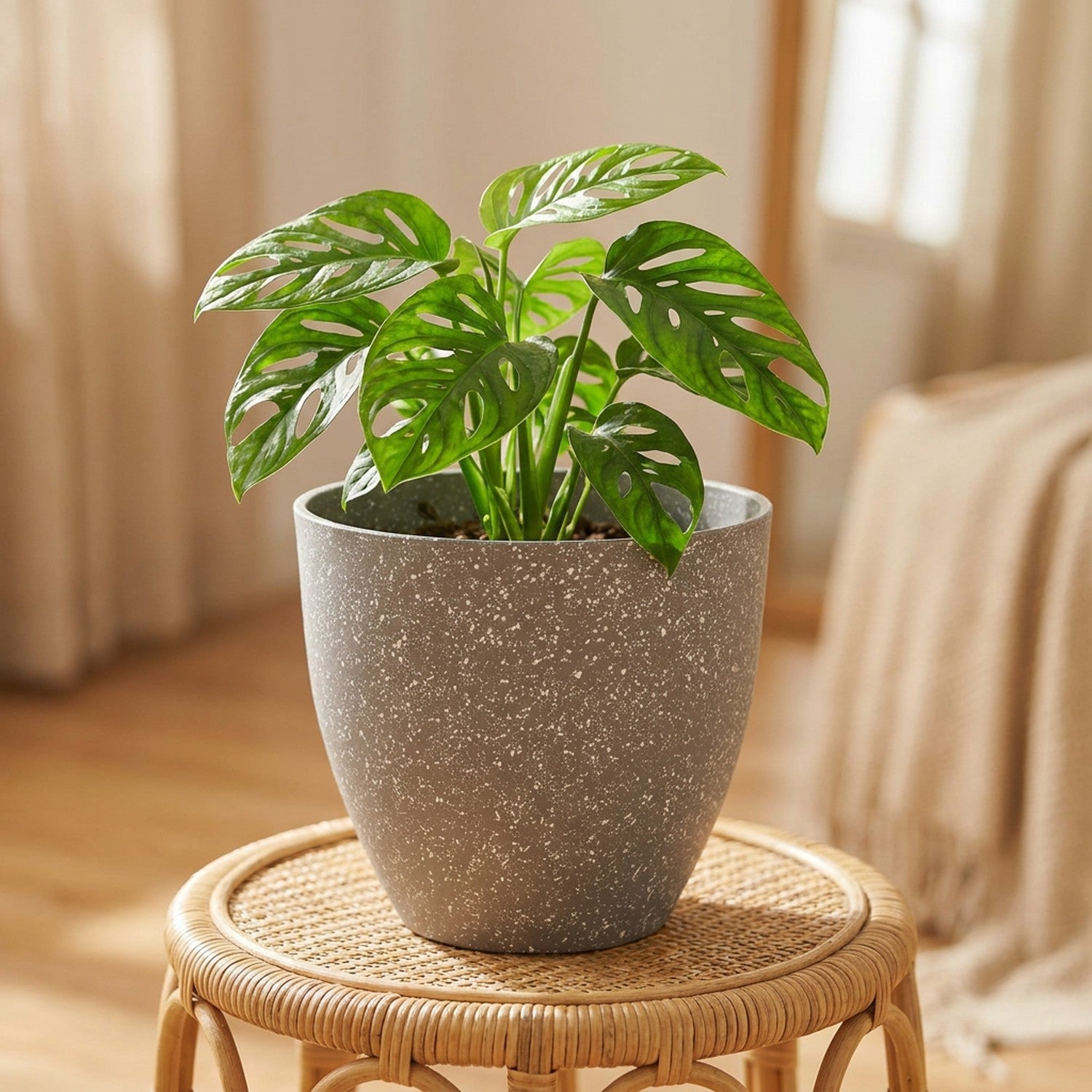 Pot de fleurs effet pierre beige moucheté avec un monstera