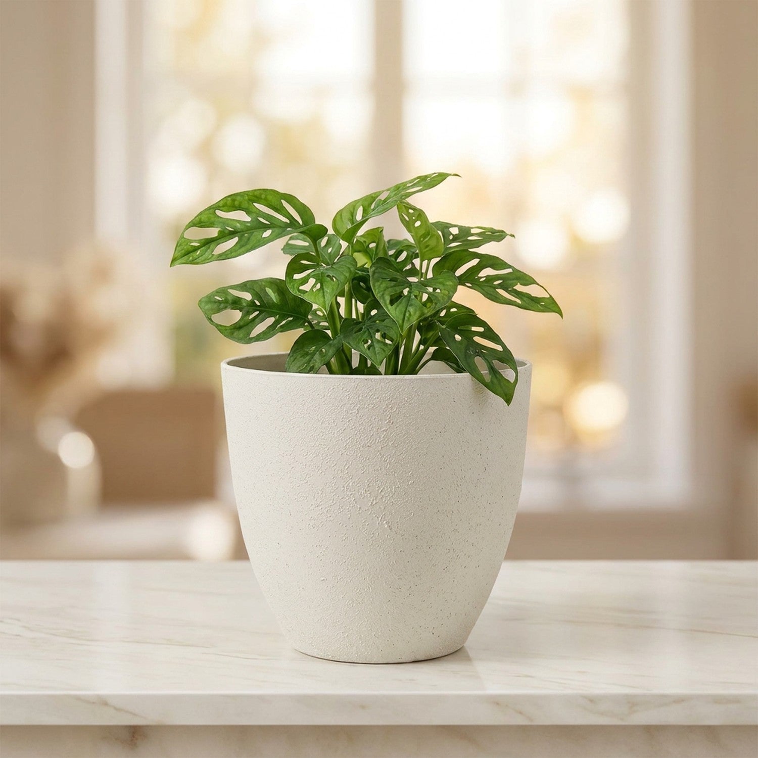 Pot de fleurs effet pierre blanc avec un monstera