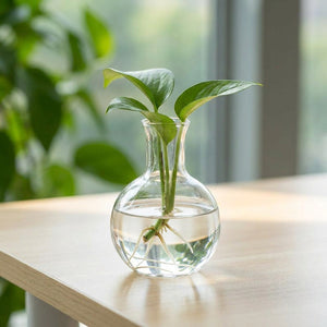 Bocal en verre à bouture seul avec plante et racines dans l'eau