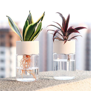 Vases hydroponiques transparents avec plantes en extérieur