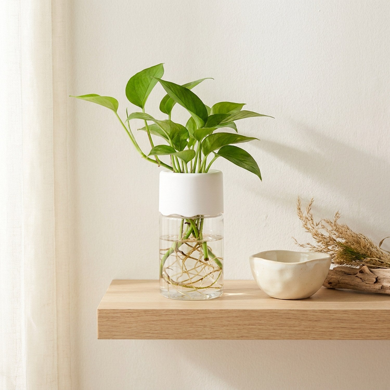 Vase hydroponique transparent sur étagère en bois avec pothos