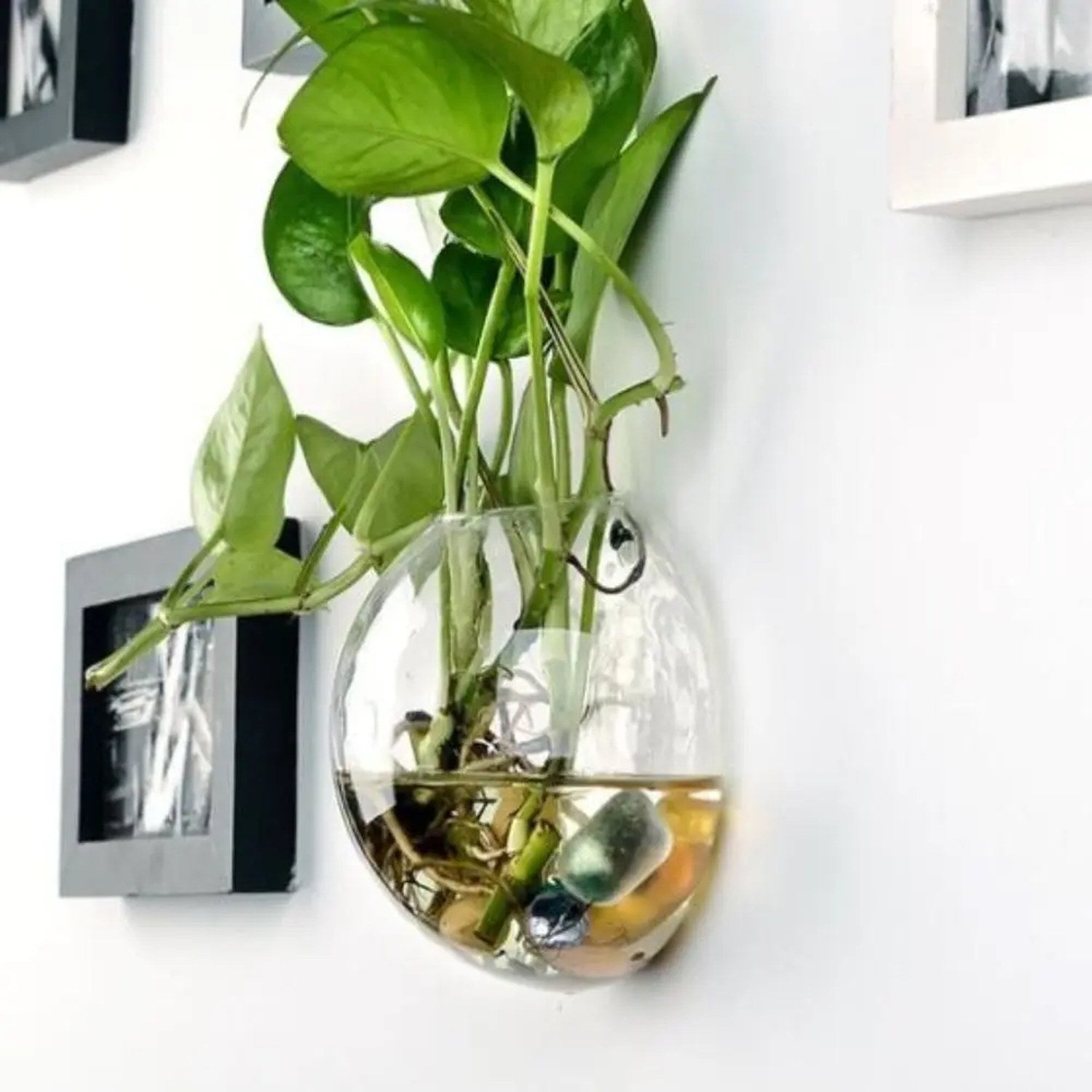 Vase mural en verre dans salon avec plante tropicale et cadres photo
