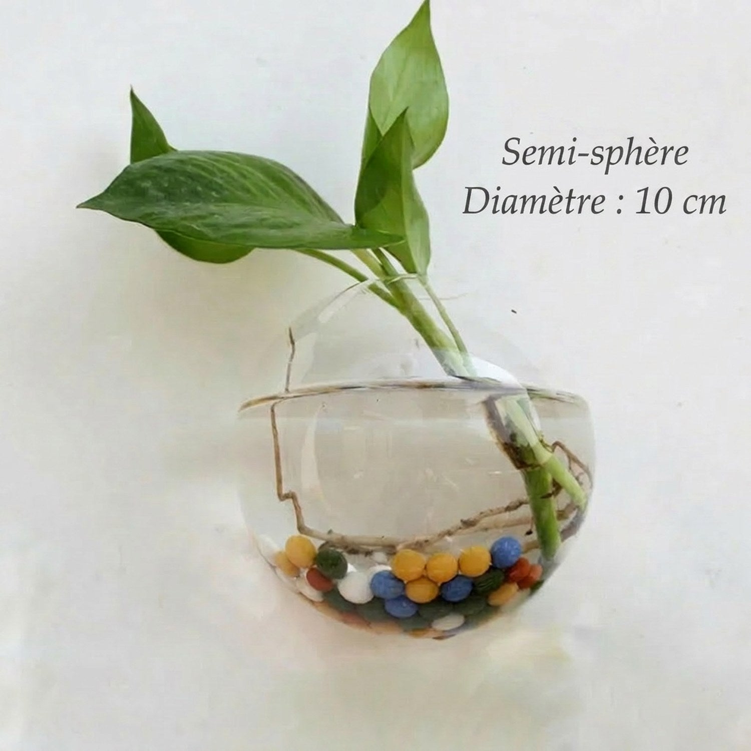Dimensions du vase mural semi-sphère diamètre 10 cm