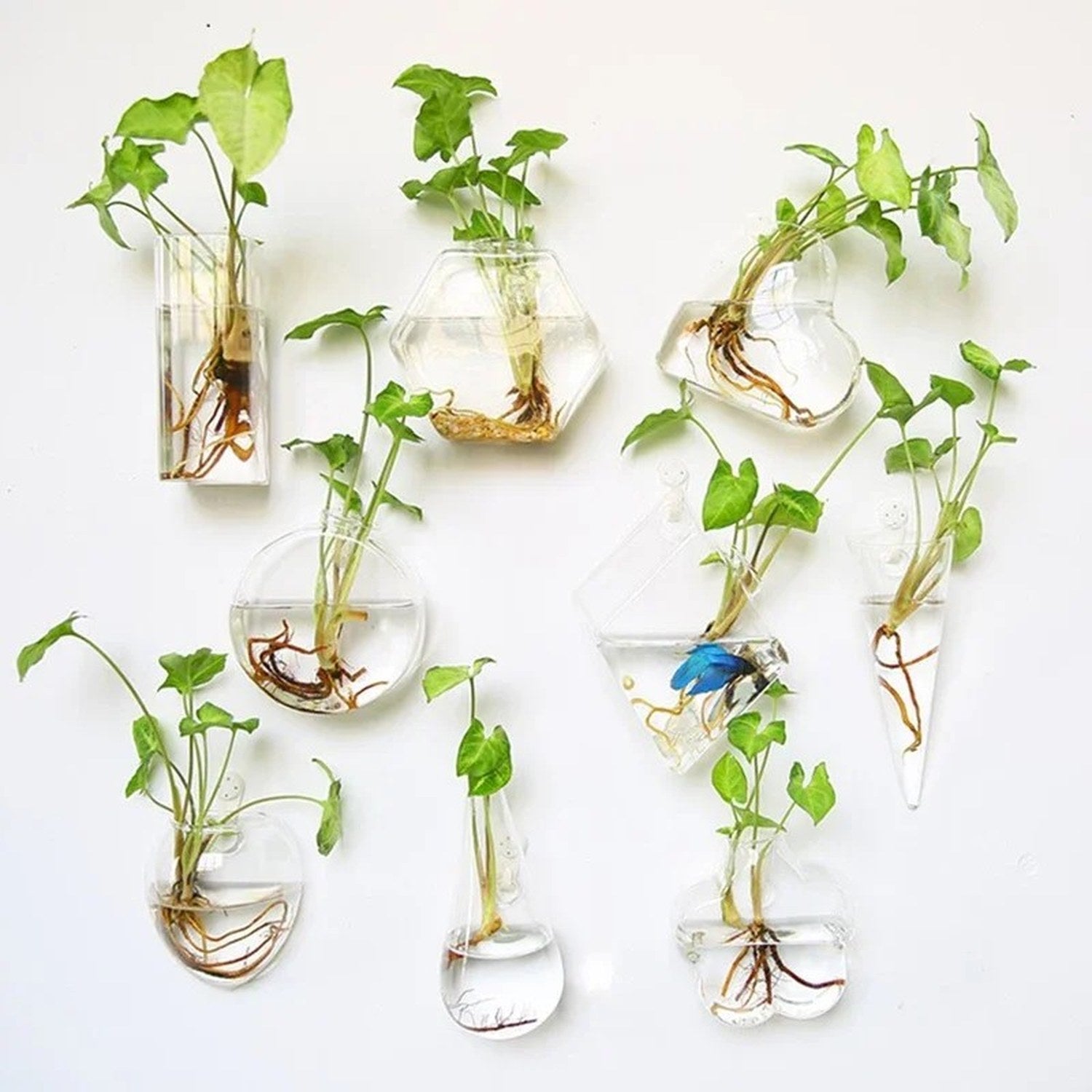 Vase mural en verre transparent jardinière suspendue