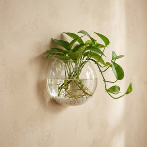 Vase mural en verre transparent semi-circulaire suspendu au mur avec plante verte
